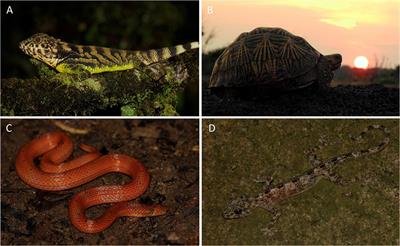 Climate Change Impacts on Tropical Reptiles: Likely Effects and Future Research Needs Based on Sri Lankan Perspectives